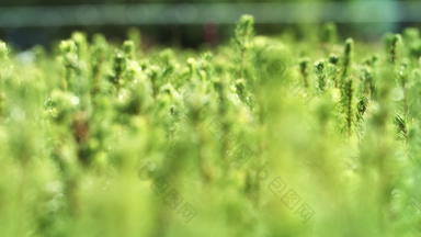 培养松树幼苗种植种子日益增长的松